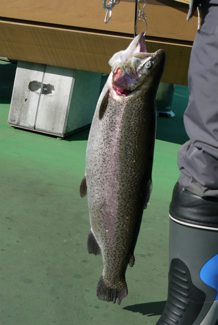 としまえんフィッシングエリア 釣果