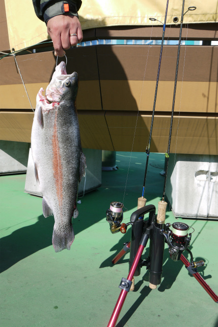 としまえんフィッシングエリア 釣果