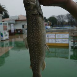 としまえんフィッシングエリア 釣果