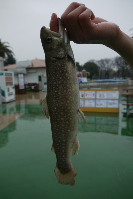 としまえんフィッシングエリア 釣果