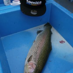 としまえんフィッシングエリア 釣果