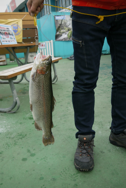 としまえんフィッシングエリア 釣果