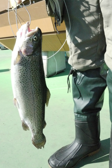 としまえんフィッシングエリア 釣果