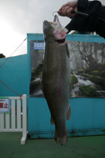としまえんフィッシングエリア 釣果