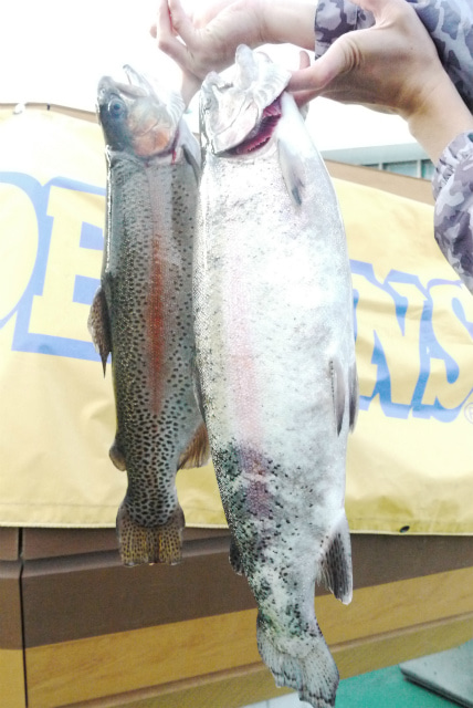 としまえんフィッシングエリア 釣果