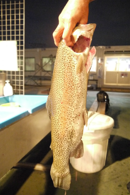 としまえんフィッシングエリア 釣果