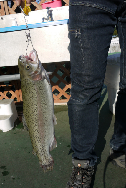 としまえんフィッシングエリア 釣果