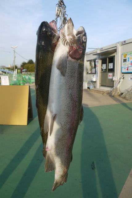 としまえんフィッシングエリア 釣果