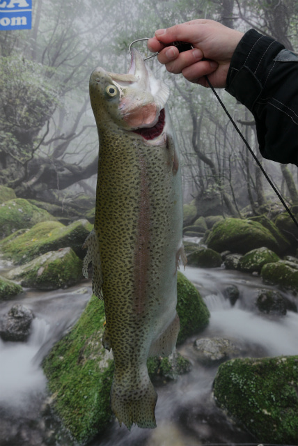 としまえんフィッシングエリア 釣果