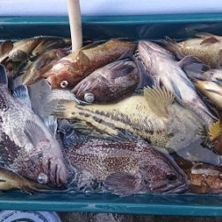 小樽港遊漁船ＳＨＡＫＥ 釣果