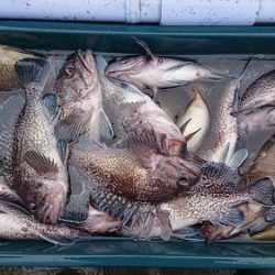 小樽港遊漁船SHAKE 釣果