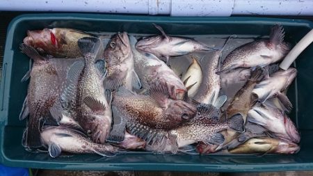 小樽港遊漁船SHAKE 釣果