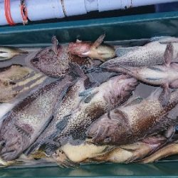 小樽港遊漁船SHAKE 釣果