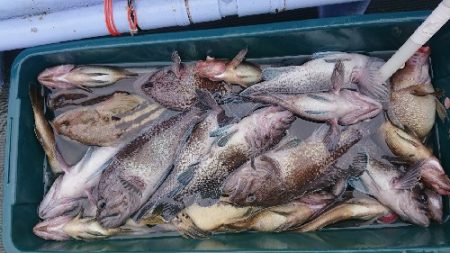 小樽港遊漁船SHAKE 釣果