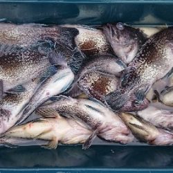 小樽港遊漁船SHAKE 釣果