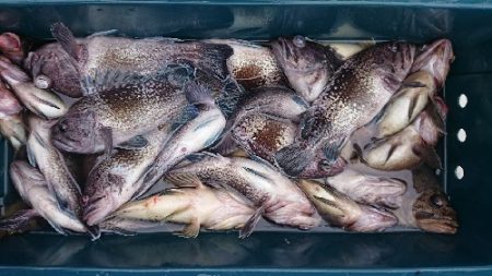 小樽港遊漁船ＳＨＡＫＥ 釣果