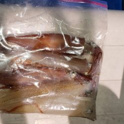 海龍丸（石川） 釣果