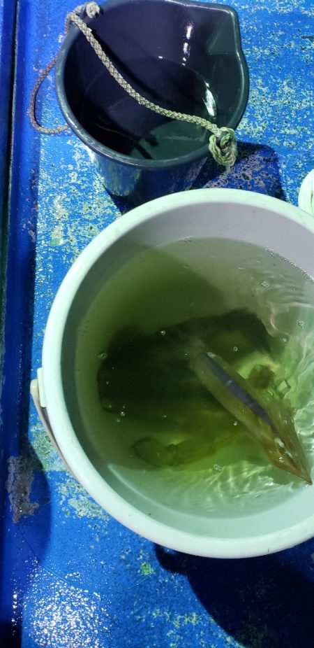 海龍丸（石川） 釣果