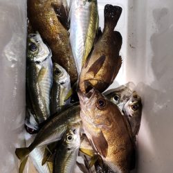 海龍丸（石川） 釣果