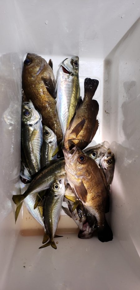 海龍丸（石川） 釣果