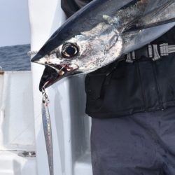 渡船屋たにぐち 釣果