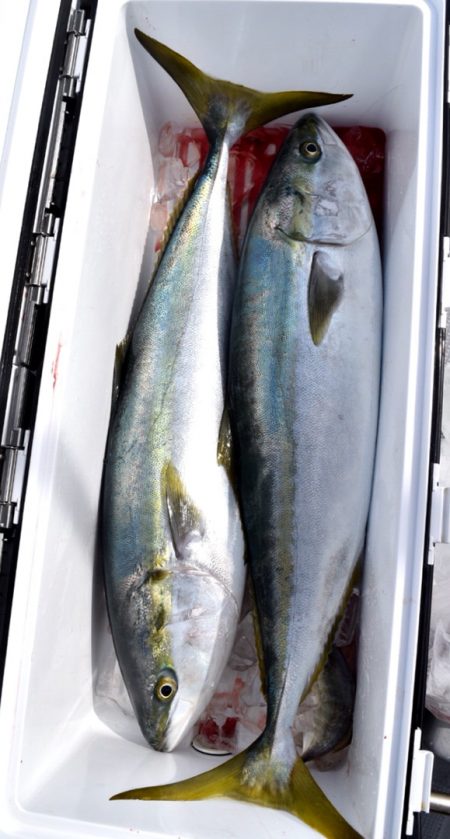 渡船屋たにぐち 釣果