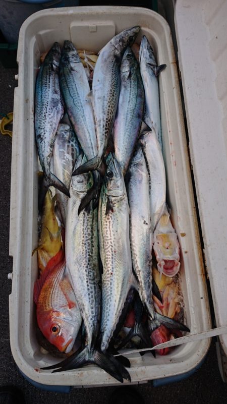 ARCADIAⅡ (アルカディアⅡ) 釣果