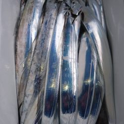 小島丸 釣果