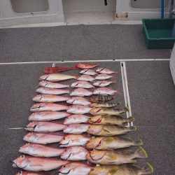 ARCADIAⅡ (アルカディアⅡ) 釣果