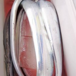 金沢八景鴨下丸 釣果