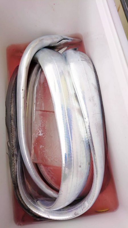 金沢八景鴨下丸 釣果