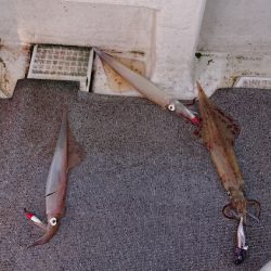 ARCADIAⅡ (アルカディアⅡ) 釣果