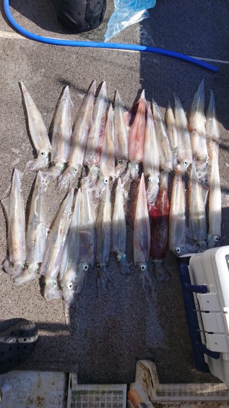 ARCADIAⅡ (アルカディアⅡ) 釣果