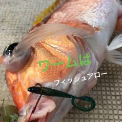 龍神丸(鹿児島) 釣果