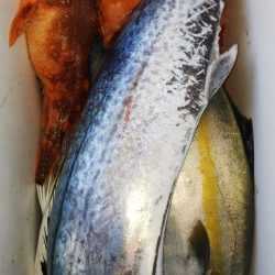 第二龍勢丸 釣果