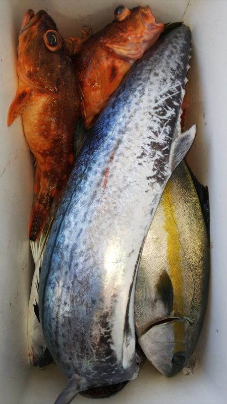 第二龍勢丸 釣果