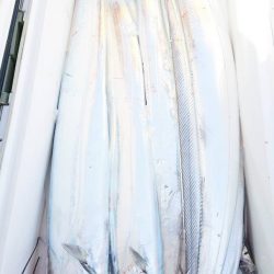 金沢八景鴨下丸 釣果