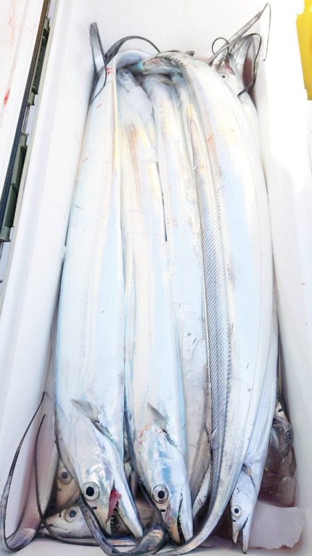 金沢八景鴨下丸 釣果