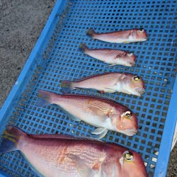 第三共栄丸 釣果