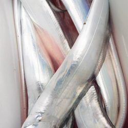 金沢八景鴨下丸 釣果