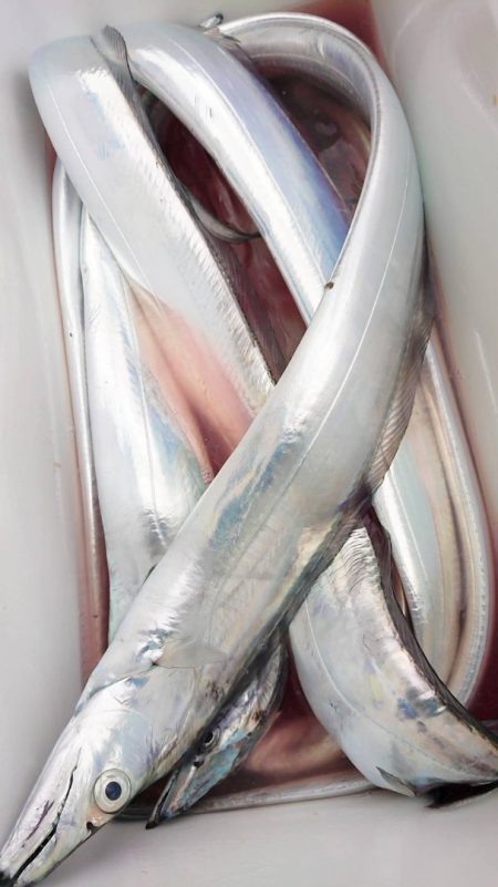 金沢八景鴨下丸 釣果