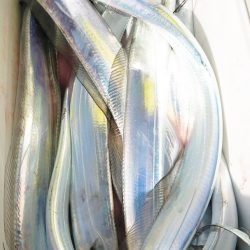 金沢八景鴨下丸 釣果