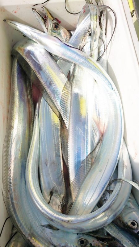 金沢八景鴨下丸 釣果