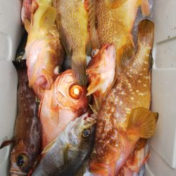 第二龍勢丸 釣果