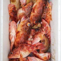 第二龍勢丸 釣果