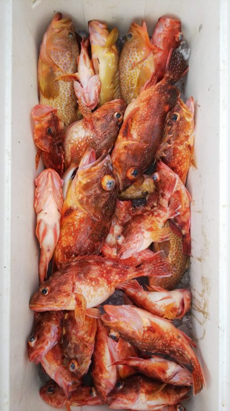 第二龍勢丸 釣果