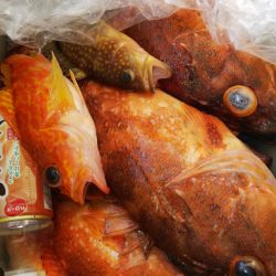 第二龍勢丸 釣果