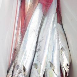 金沢八景鴨下丸 釣果