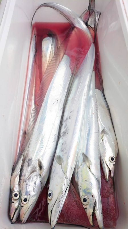 金沢八景鴨下丸 釣果