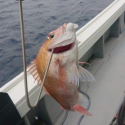 だて丸 釣果